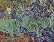 Van Gogh, Vincent. Irises